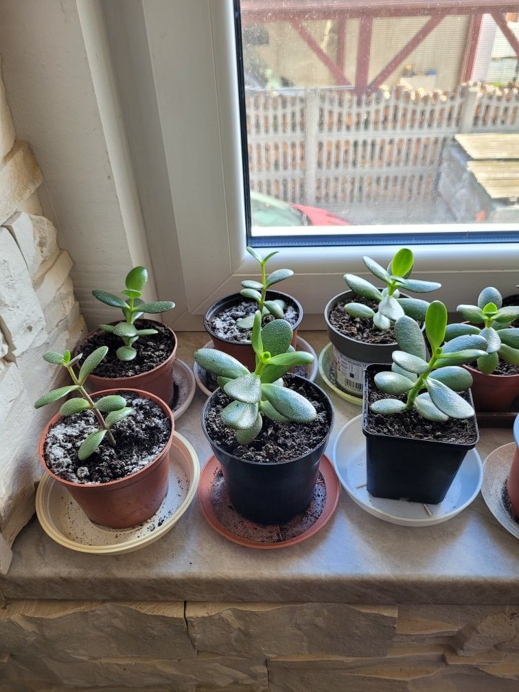 Kwiat Drzewko szczęścia grubosz, aloes