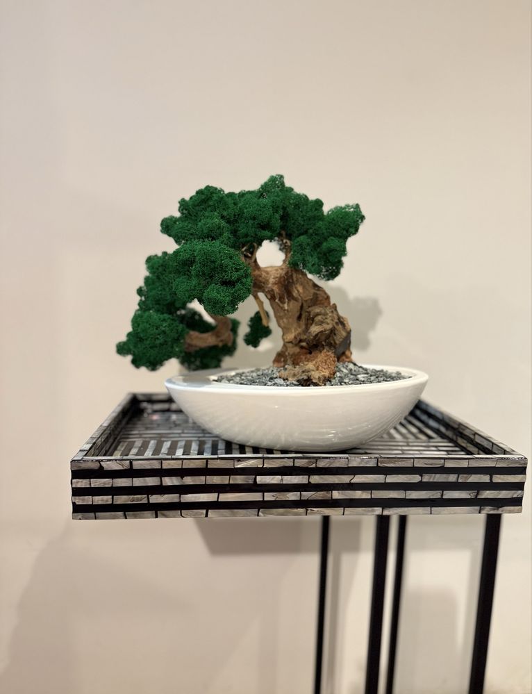Drzewko Bonsai mech chrobotek PREMIUM-bzobsługowe