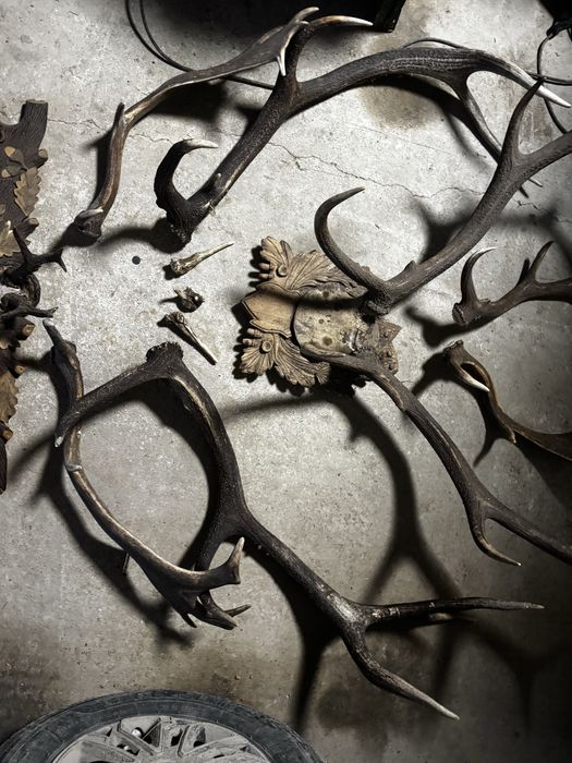 Продам роги оленя,цапа