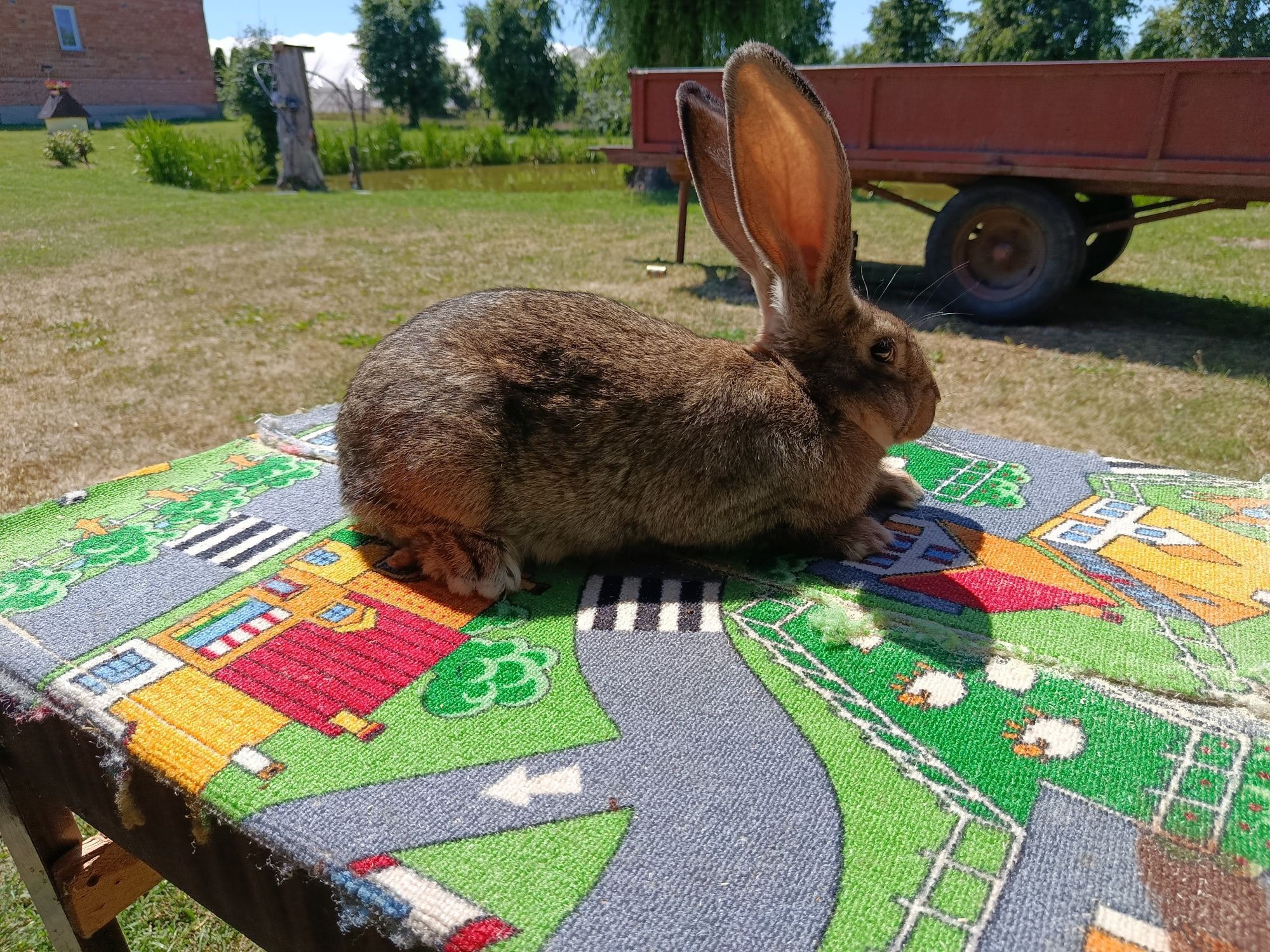 Samczyki mieszańce