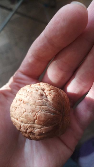 Горіх грецький (волоський)