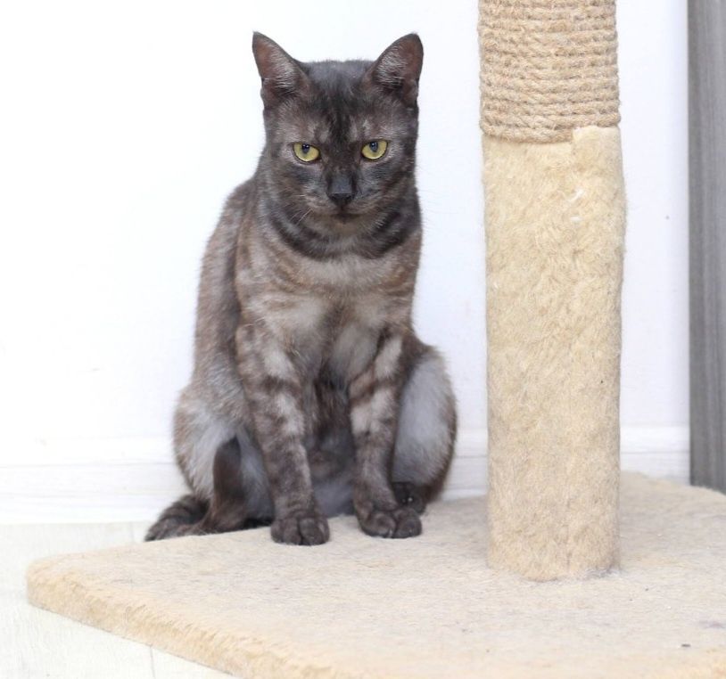 Кошка Шейла метис бурманської кішки 1 рік