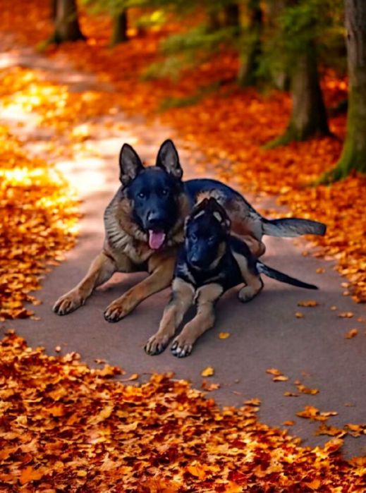 Нем.овчарочка чистокровная 2,5 мес.