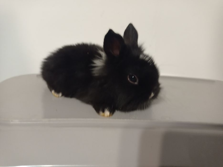 Króliki miniaturki karzełki Teddy