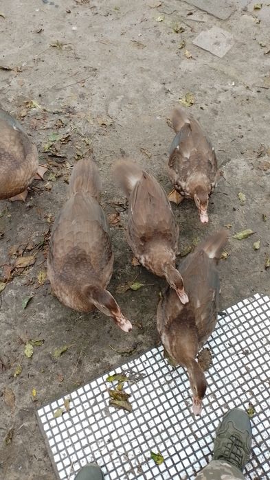 Продаються індокачки та качур ,важка лінія,чиста порода.