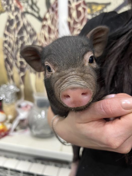 Міні піг дівчинка, міні свинка