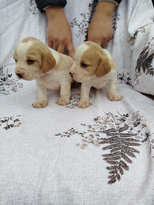 Beagle suczka bicolor tel.-5.7.5.3.0.2.0.3.9.