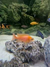 Macho fire fish 9-10cm