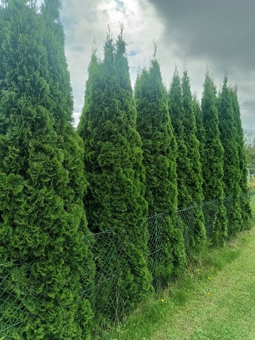 Duże tuje wysokość ok 4 metra