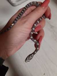 Wąż zbożowy rozne odmiany