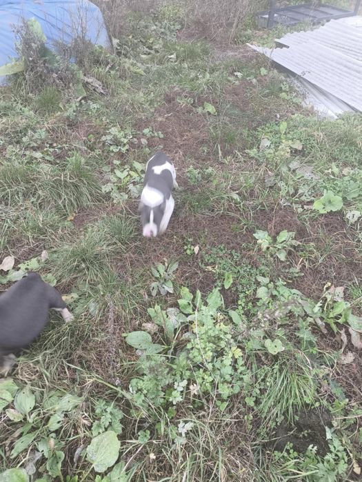 Piesek buldog  francuski