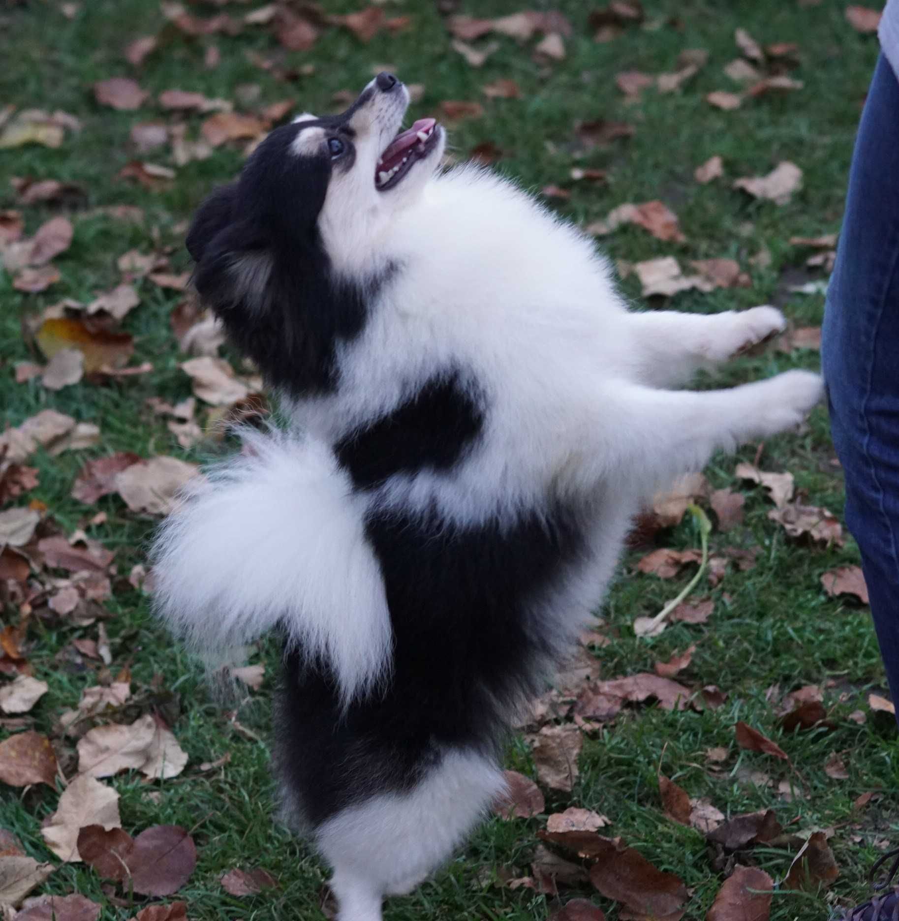 Две подрощенных самочки German Spitz в нарядных окрасах