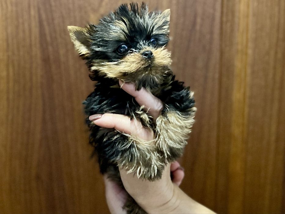 Щенки йоркширского терьера