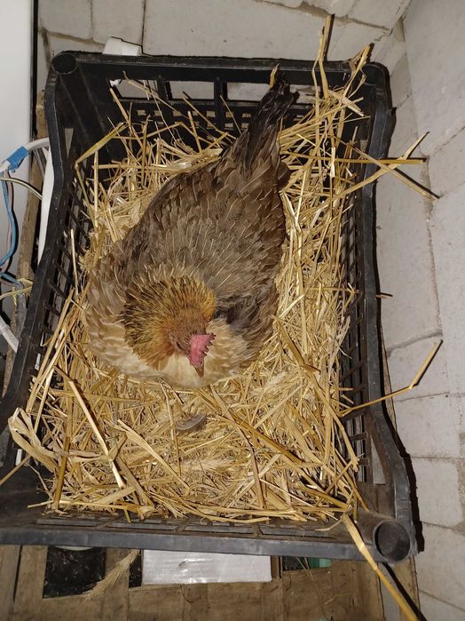 Jaja lęgowe Karzełek polski