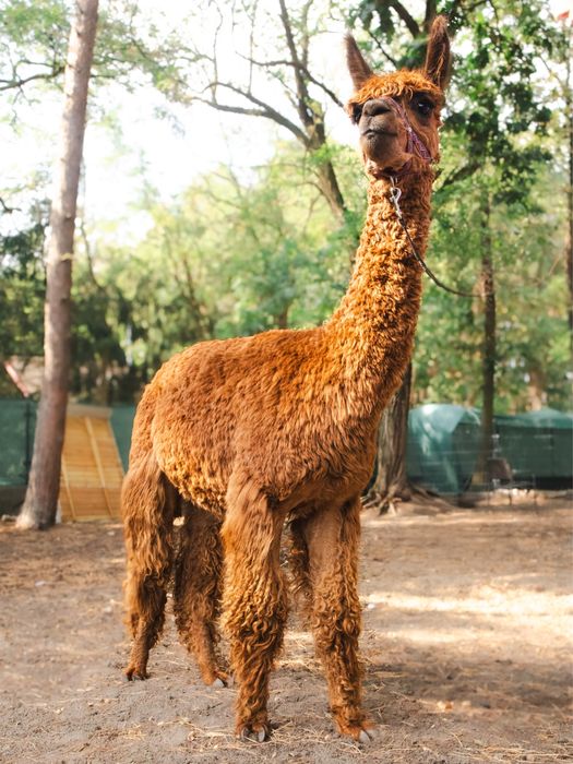 Alpaka samiec suri