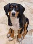 Pies rasy Entlebucher