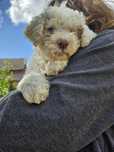 Suczka Lagotto Romagnolo FCI – po pracujących rodzicach