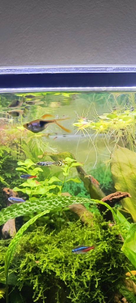 Gupiki mlode oddam okolo 20sztuk