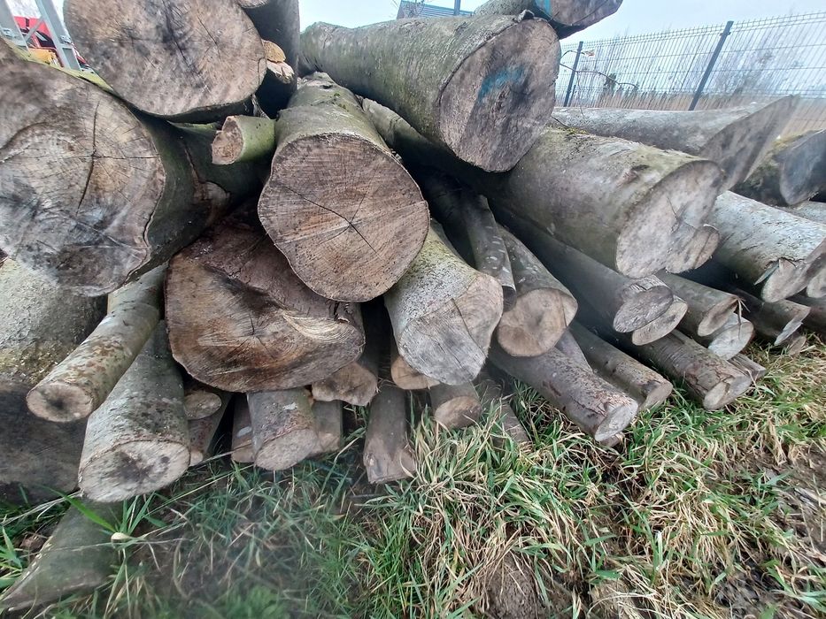 Brzoza sosna osika olcha drewno opałowe kominkowe otrebusy