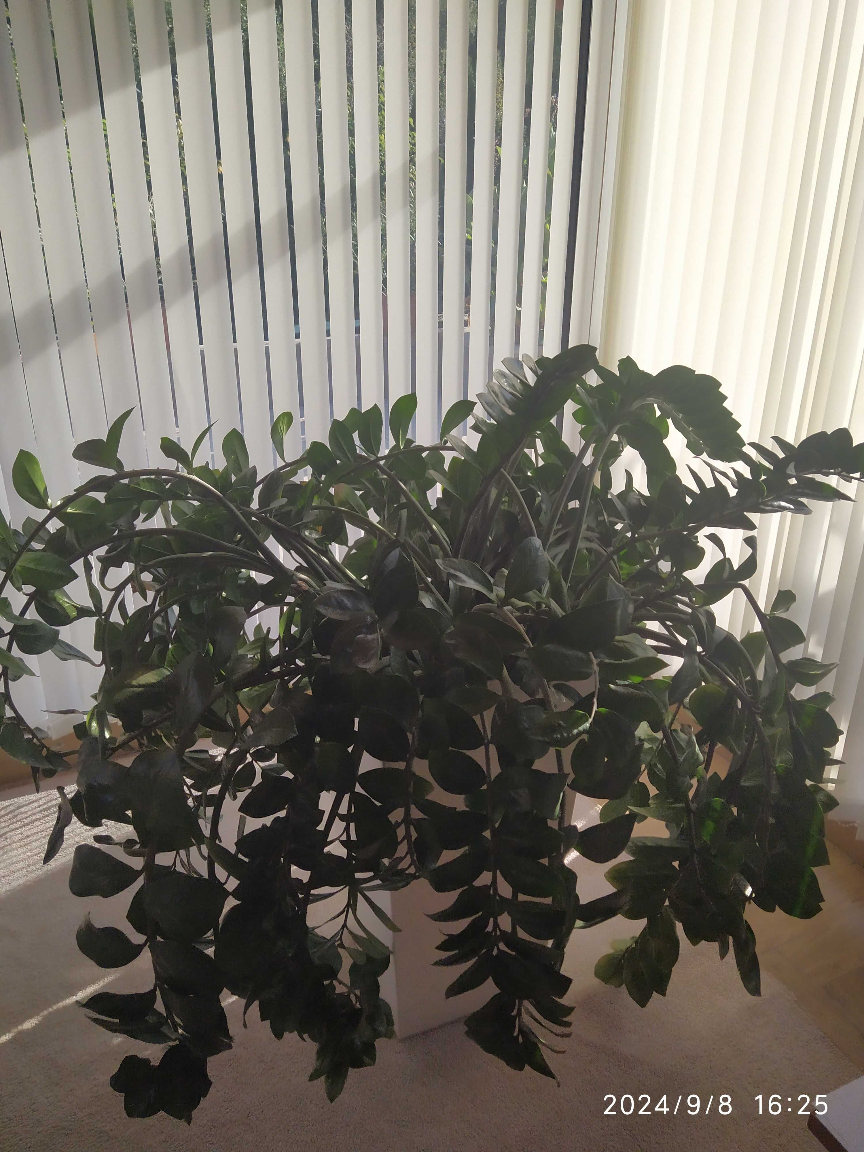 Zamioculcas zamiifolia BARDZO DUŻY