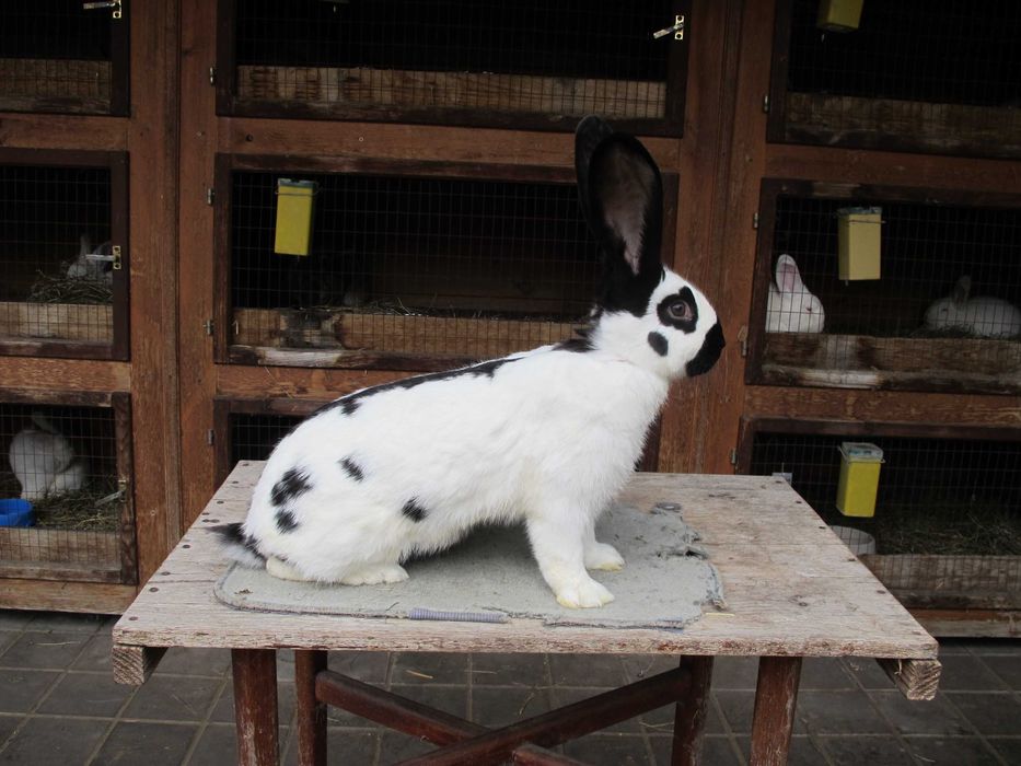 продам кролики різних порід