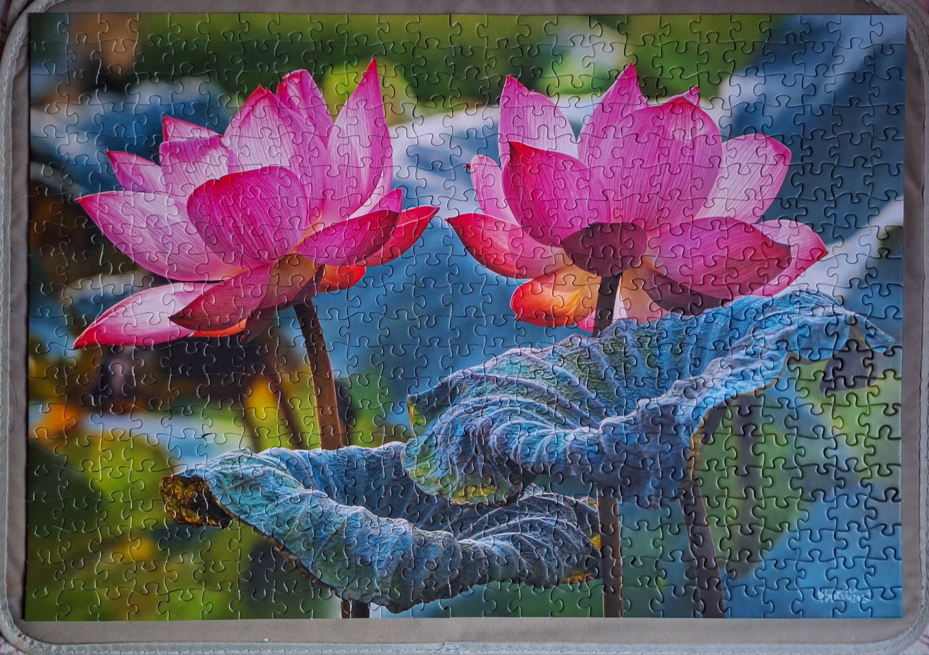 Różowe kwiaty lotosu puzzle 500 elementów