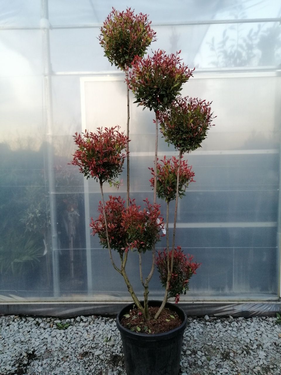 Głogownik BONSAI "Chico" szczepiony (Photinia) Czerwone Młode Liście.