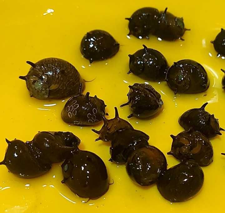 Улитки неритины разные пагода  кролики фаунусы моллюски