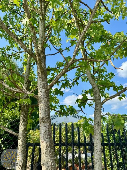 Liquidambar styraciflua, Ambrowiec amerykański, 400cm, wielopniowy