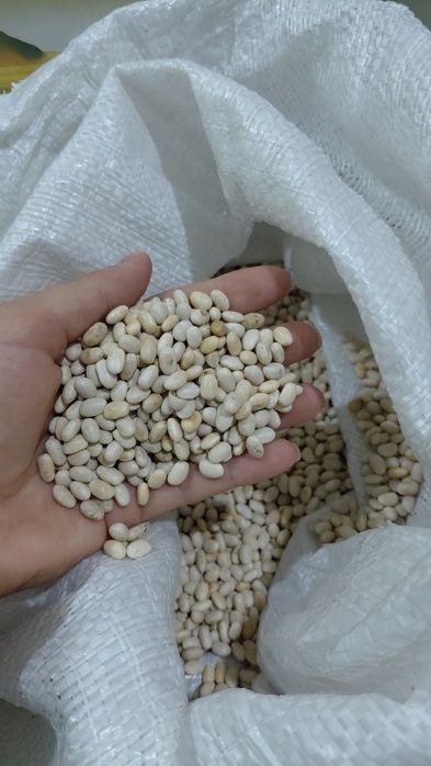 Квасоля Мавка, гречка зелена ,  Сочевиця зелена ,сочевиця  червона