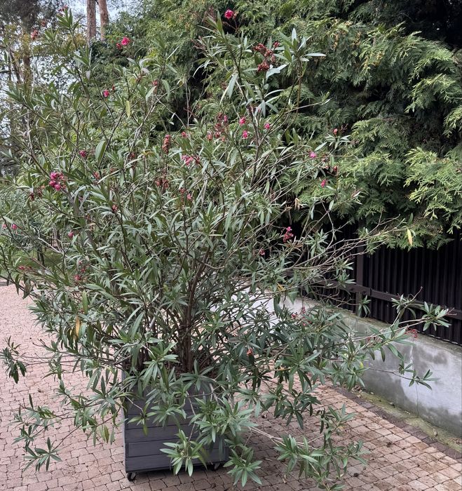 Oleander kwitnący na różowo