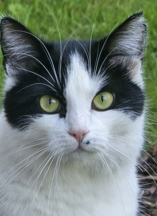 Zaginęła kotka Pusia