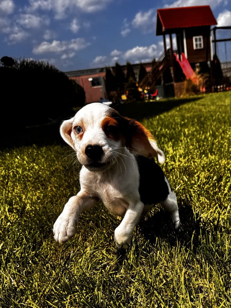 Beagle szczeniak chlopiec