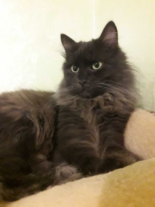 Пухнастий котик Смок у добпі роки