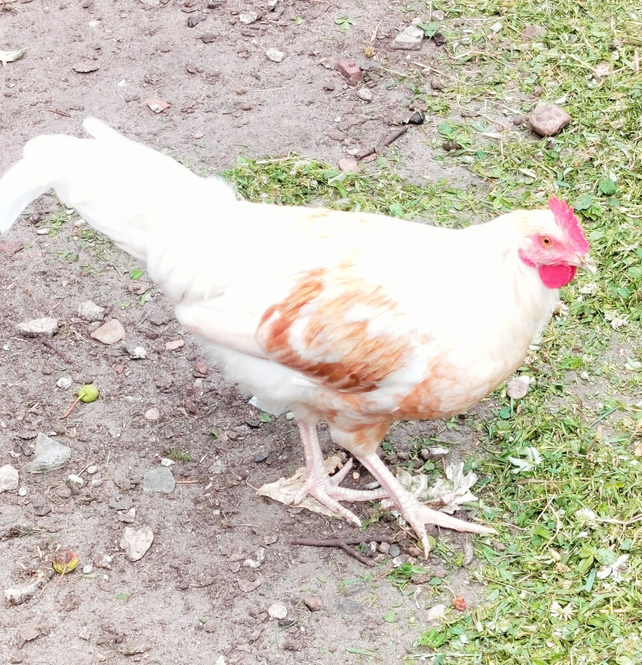 Koguty kur niosek