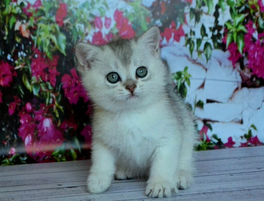 Кошенята британської короткошерстої сріблястої шиншили ns 11