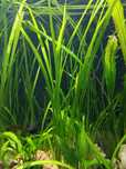 Nurzaniec śrubowy Vallisneria Spiralis trawa do akwarium