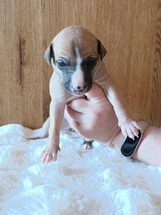 Szczeniaczek Whippet  (chart angielski) - ZkwP