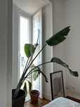 Xl Plant (Strelitzia nicolai)