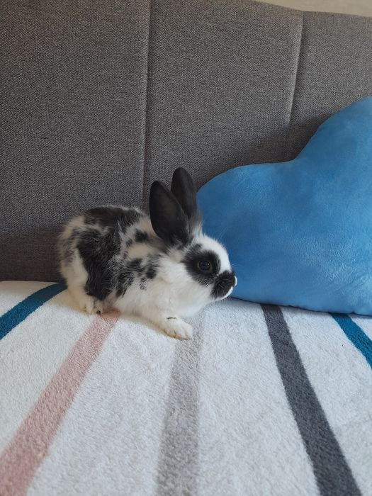 Króliczki miniaturki