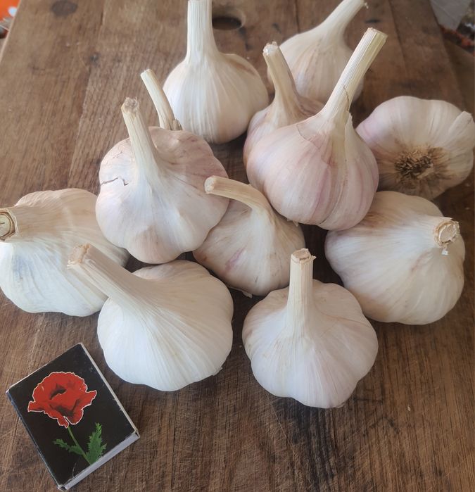 Часник Домашній Софіївський Любаша