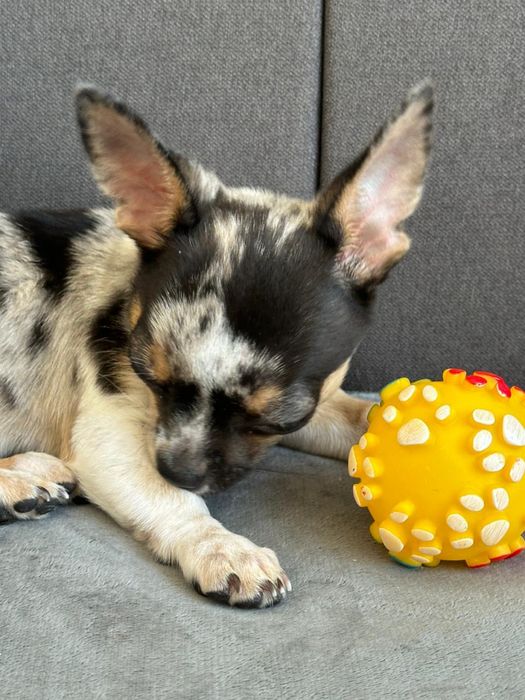 Цуценя хлопчик окрас мерле