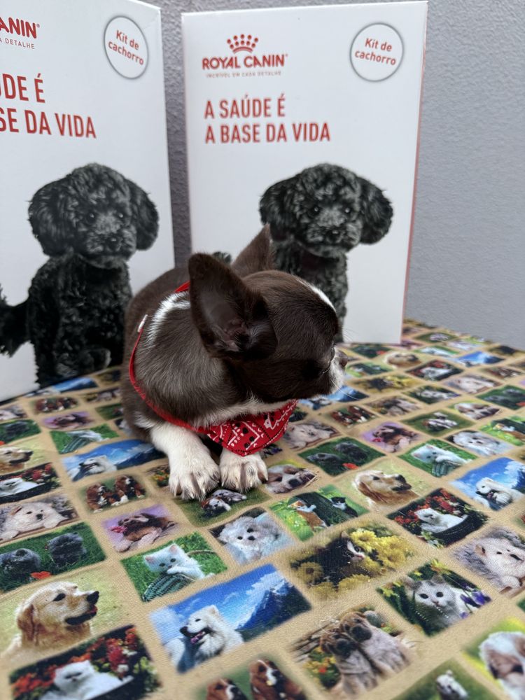 Menino Chihuahua chocolate