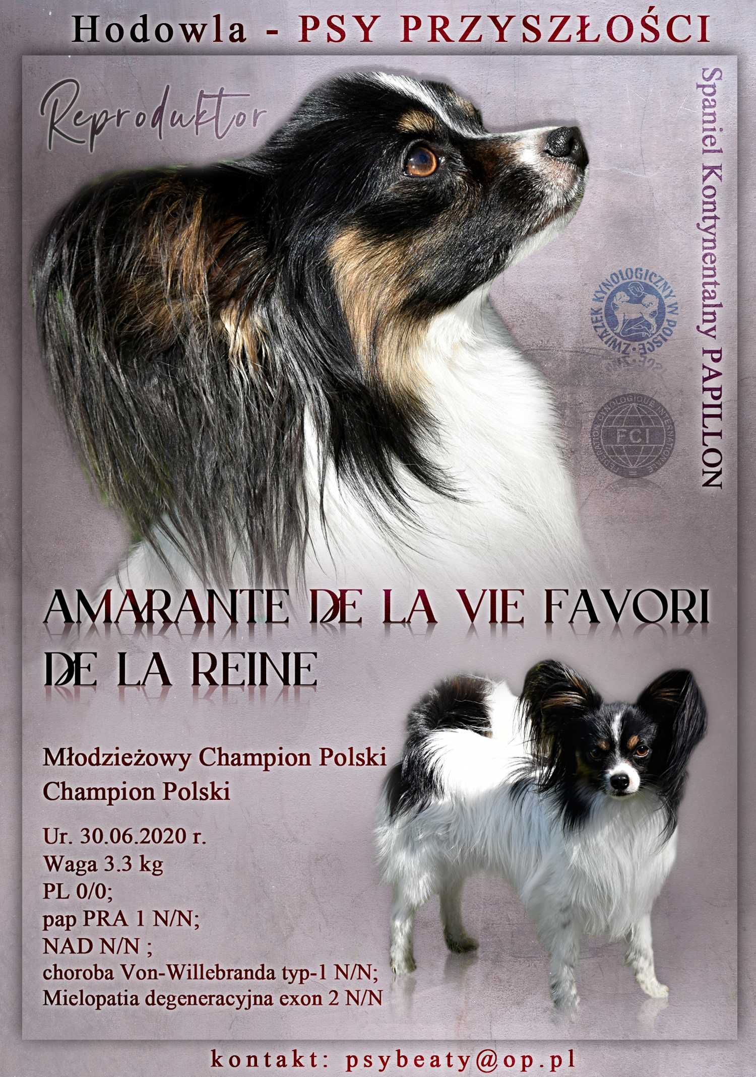 Papillon piesek rodowodowy ZKwP/FCI