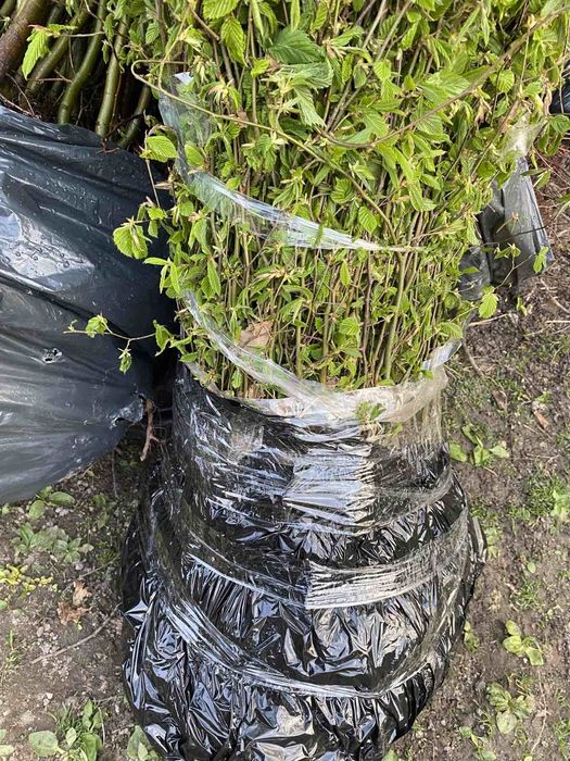 Живопліт живая изгородь граб бук