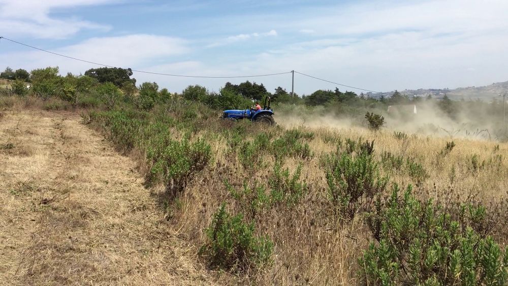 Limpeza de Terreno