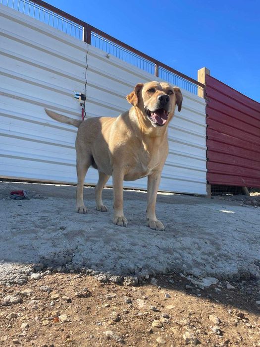 Pipoca - Para Adopção