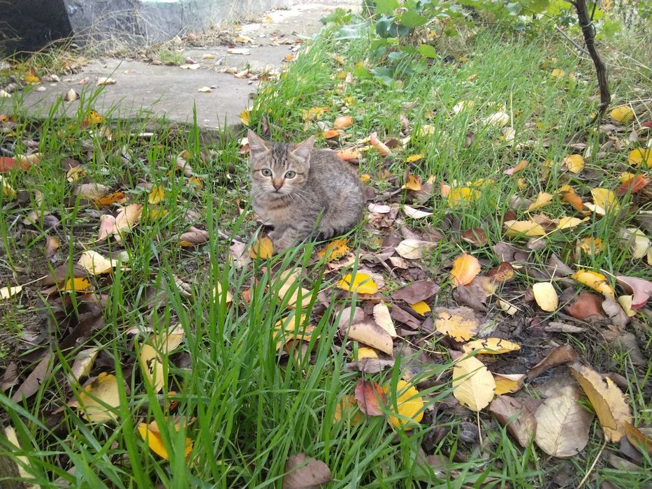 Кошеня.  подарую