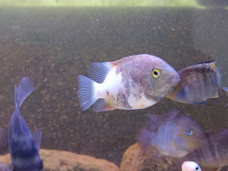 Viejas marble fenestratus