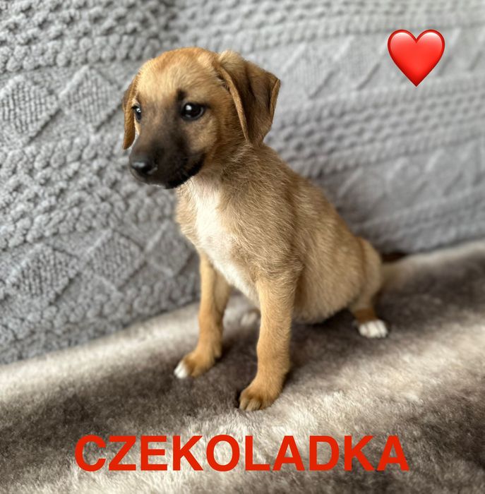 Wyjatkowe szczeniaki czekają na uśmiech od losu, przygarniesz któregoś
